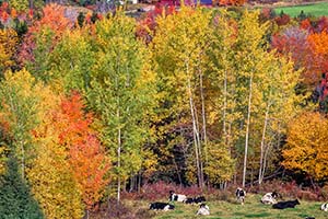 jay maisel crazy camera ultra wide photo